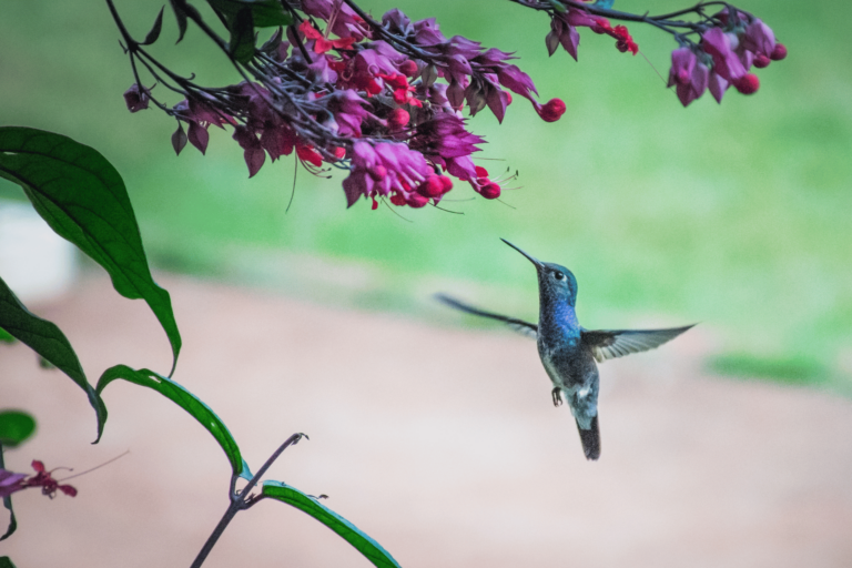 Top 10 Bird Species to Spot in North America