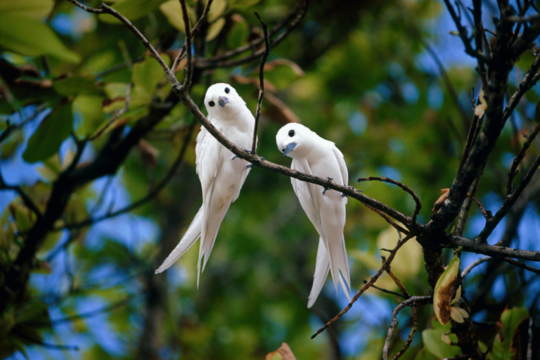 How to Create a Bird-Friendly Backyard Garden