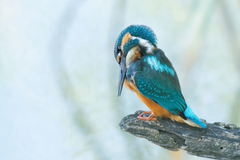 The Secret Lives of Birds Understanding Avian Behavior