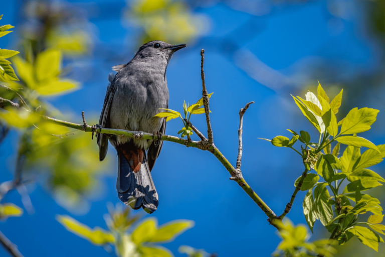Essential Birdwatching Gear for Beginners